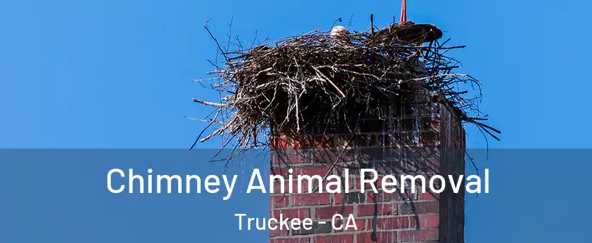  Chimney Animal Removal Truckee - CA